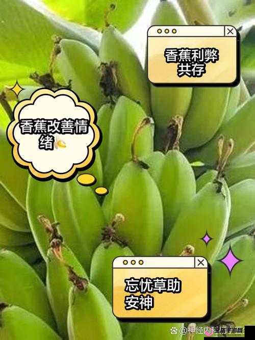 香蕉和忘忧草对焦虑的影响：缓解还是加剧？